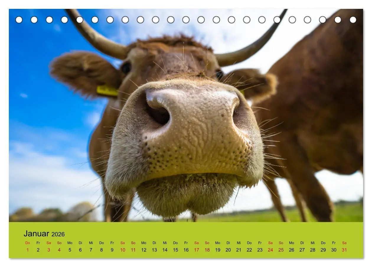 Bild: 9783457870532 | Kuhckst du? (Tischkalender 2026 DIN A5 quer), CALVENDO Monatskalender