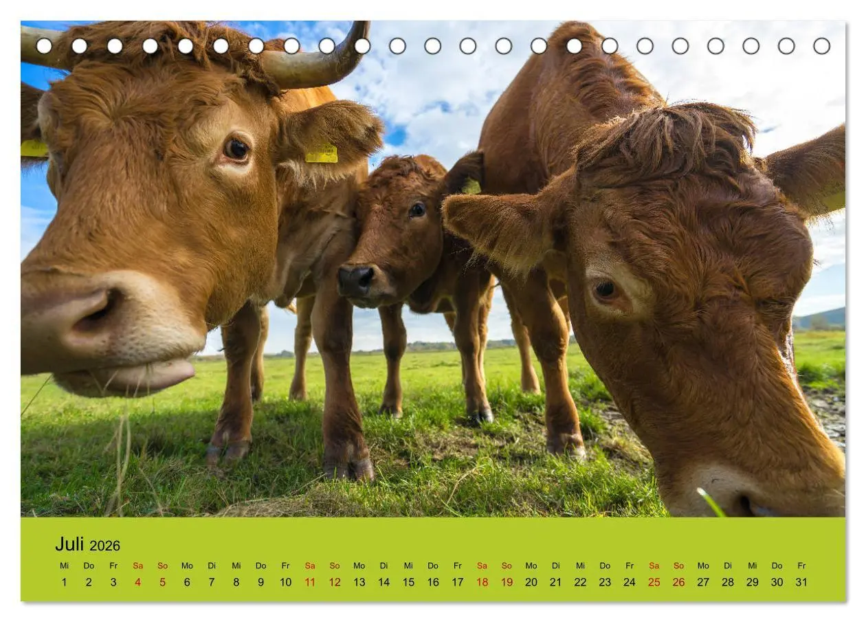 Bild: 9783457870532 | Kuhckst du? (Tischkalender 2026 DIN A5 quer), CALVENDO Monatskalender