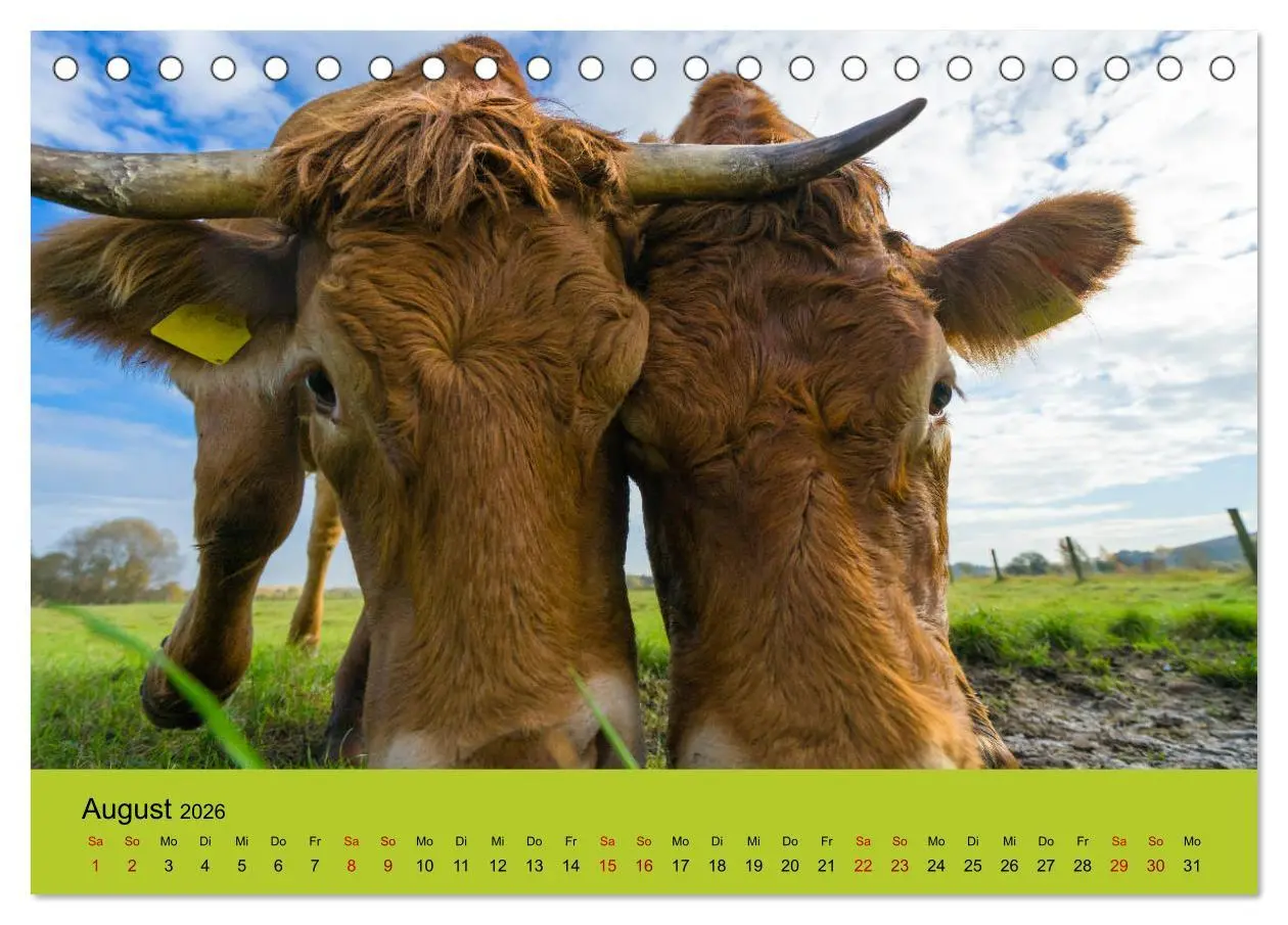 Bild: 9783457870532 | Kuhckst du? (Tischkalender 2026 DIN A5 quer), CALVENDO Monatskalender