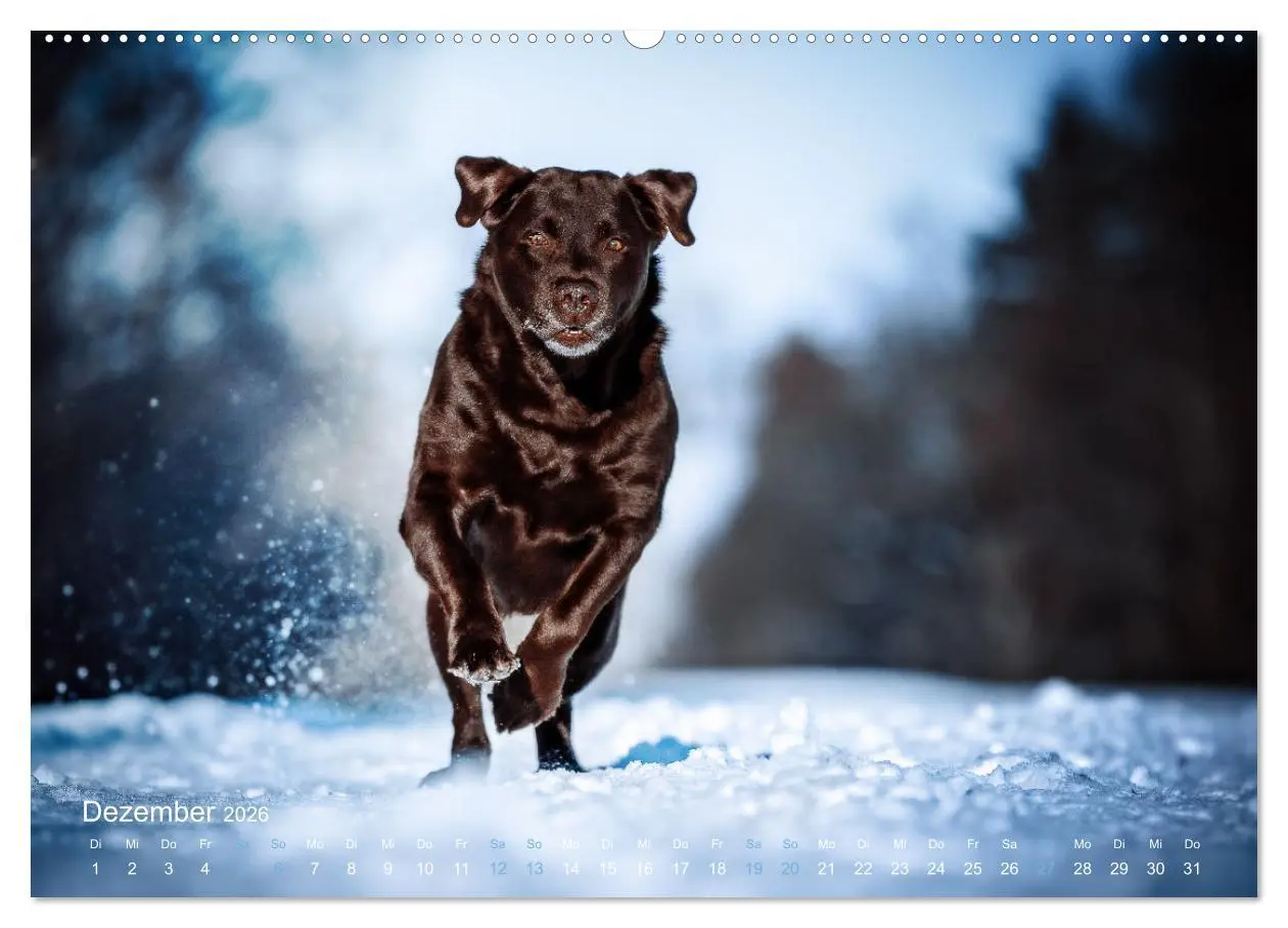 Bild: 9783457550632 | Verzauberung Labrador Retriever 2026 (Wandkalender 2026 DIN A2...