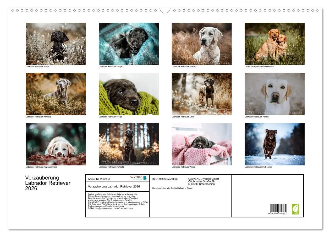 Bild: 9783457550632 | Verzauberung Labrador Retriever 2026 (Wandkalender 2026 DIN A2...