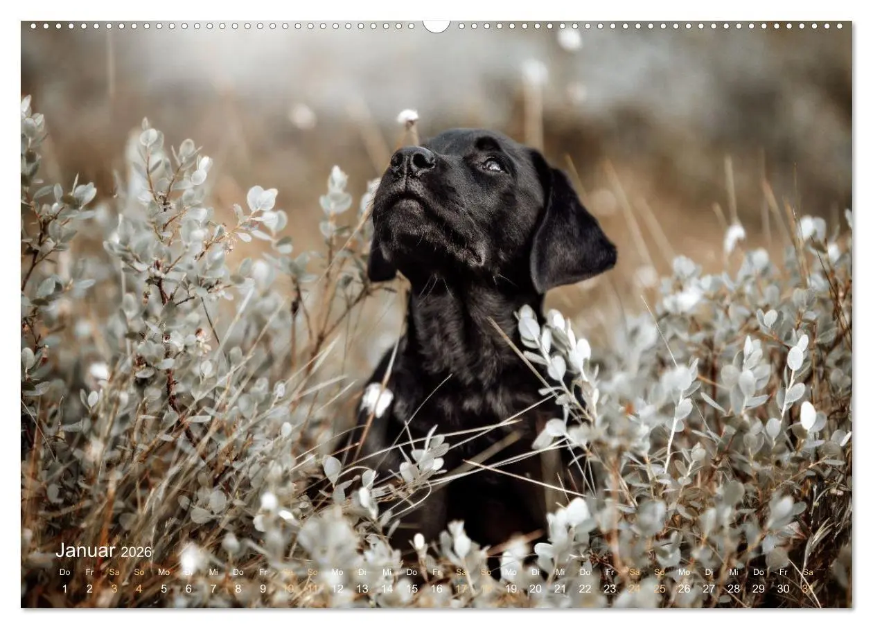 Bild: 9783457550632 | Verzauberung Labrador Retriever 2026 (Wandkalender 2026 DIN A2...