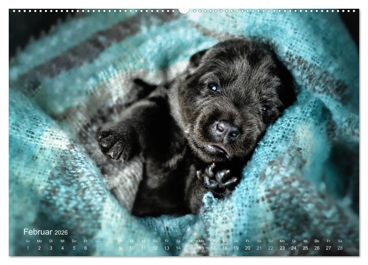 Bild: 9783457550632 | Verzauberung Labrador Retriever 2026 (Wandkalender 2026 DIN A2...