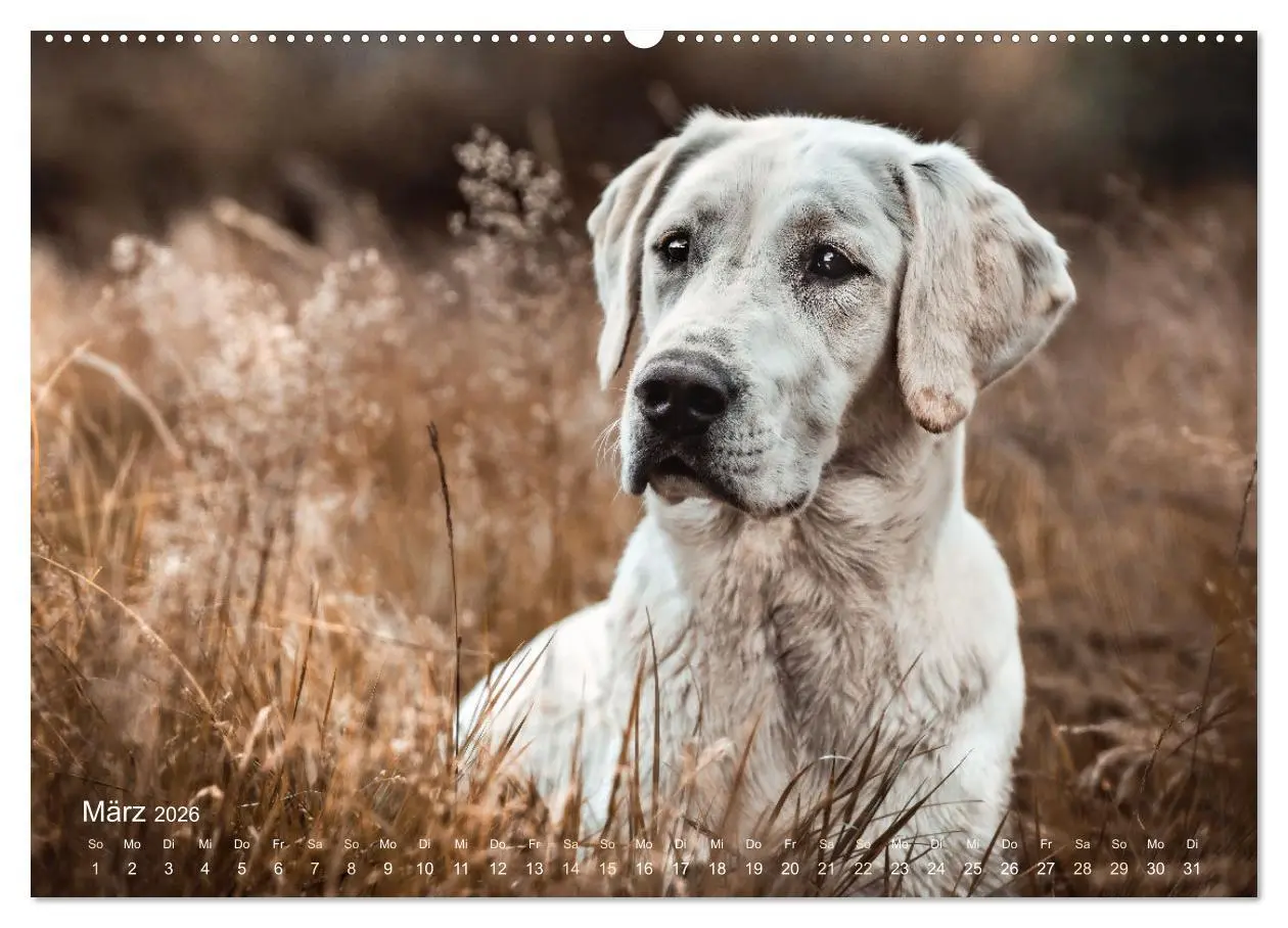 Bild: 9783457550632 | Verzauberung Labrador Retriever 2026 (Wandkalender 2026 DIN A2...