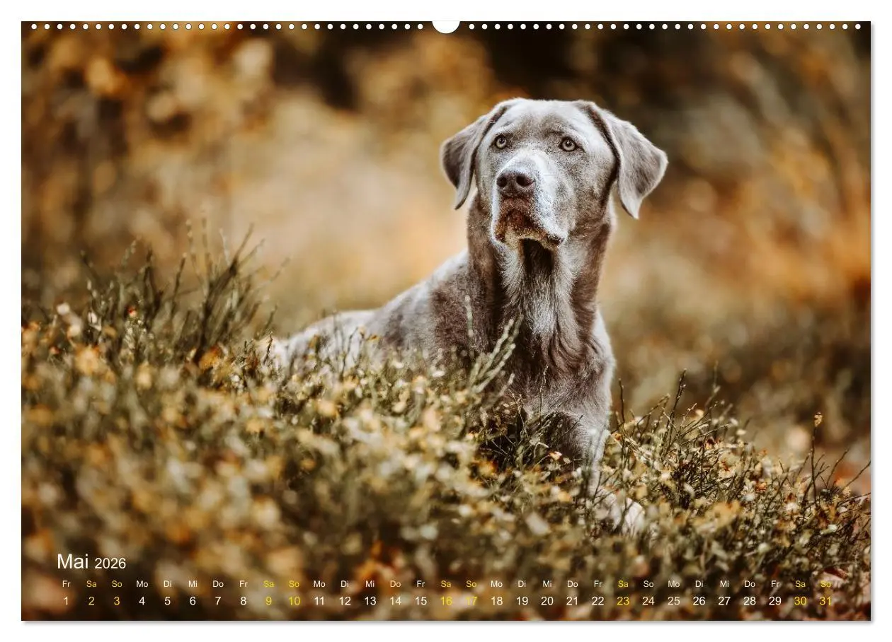 Bild: 9783457550632 | Verzauberung Labrador Retriever 2026 (Wandkalender 2026 DIN A2...