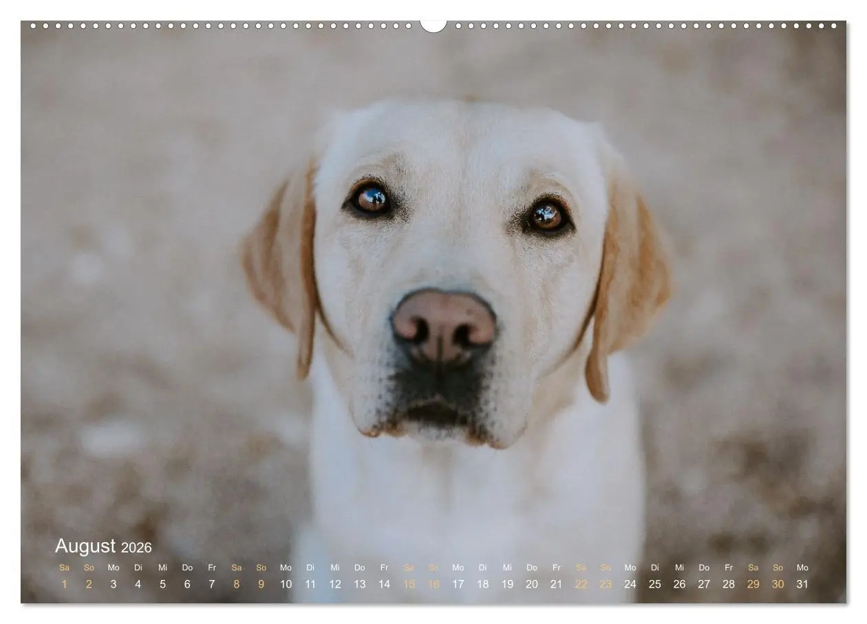 Bild: 9783457550632 | Verzauberung Labrador Retriever 2026 (Wandkalender 2026 DIN A2...