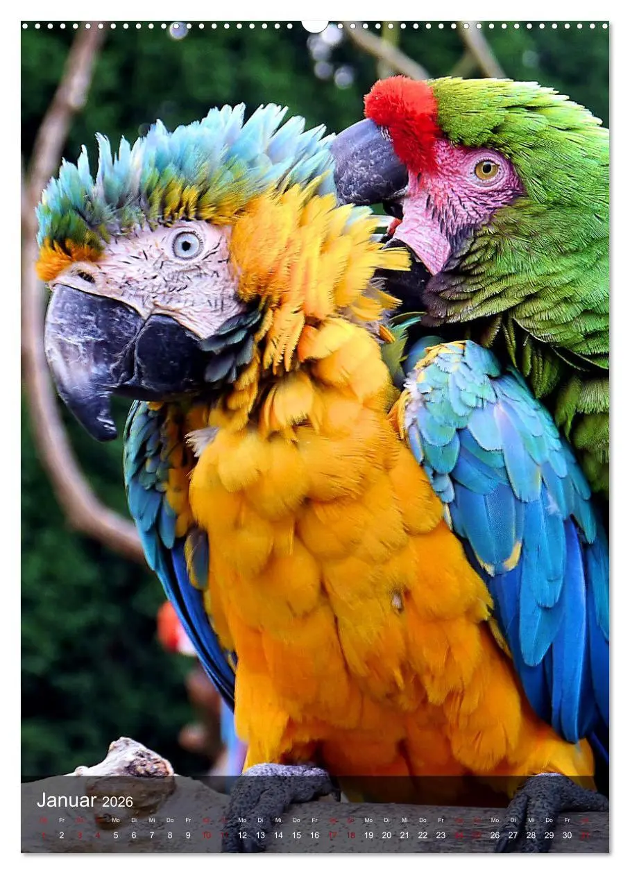 Bild: 9783516330632 | Papageien - exotische Schönheiten (hochwertiger Premium...