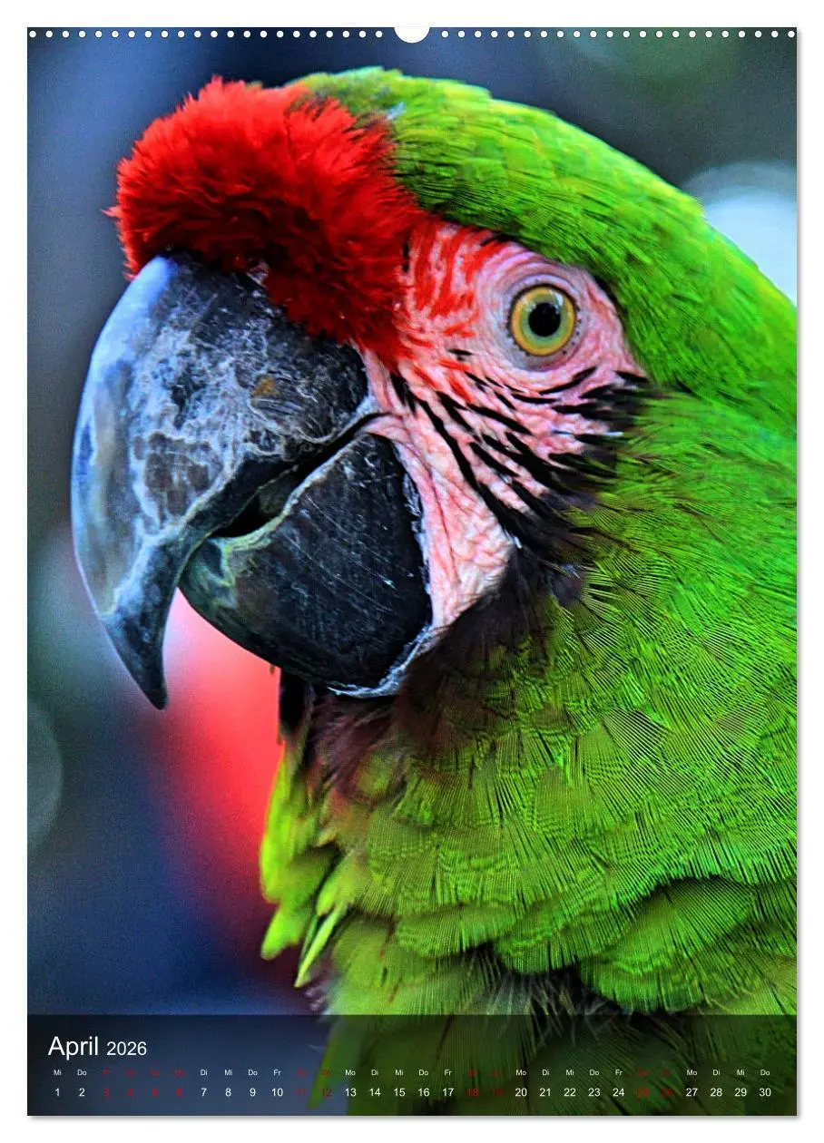 Bild: 9783516330632 | Papageien - exotische Schönheiten (hochwertiger Premium...