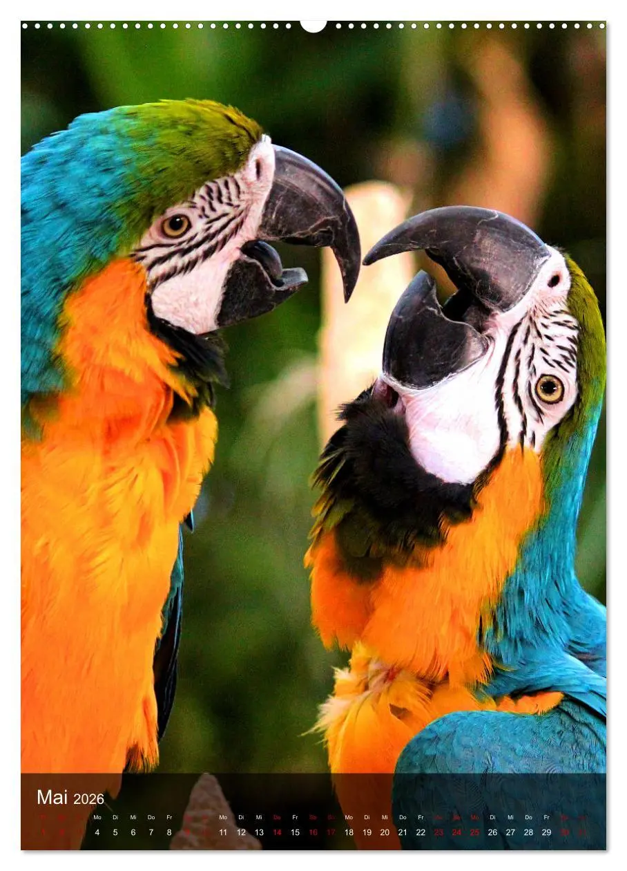 Bild: 9783516330632 | Papageien - exotische Schönheiten (hochwertiger Premium...