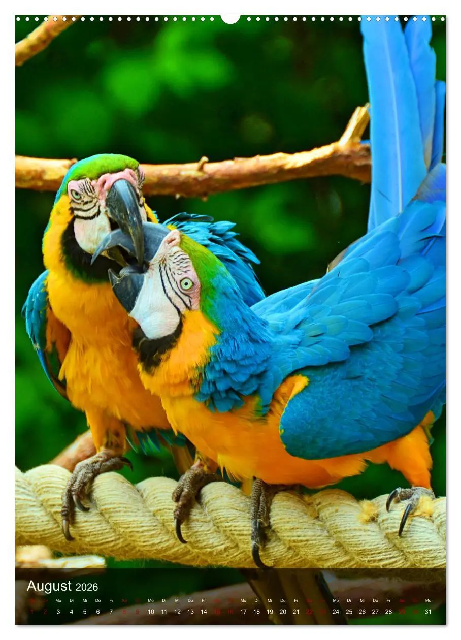 Bild: 9783516330632 | Papageien - exotische Schönheiten (hochwertiger Premium...