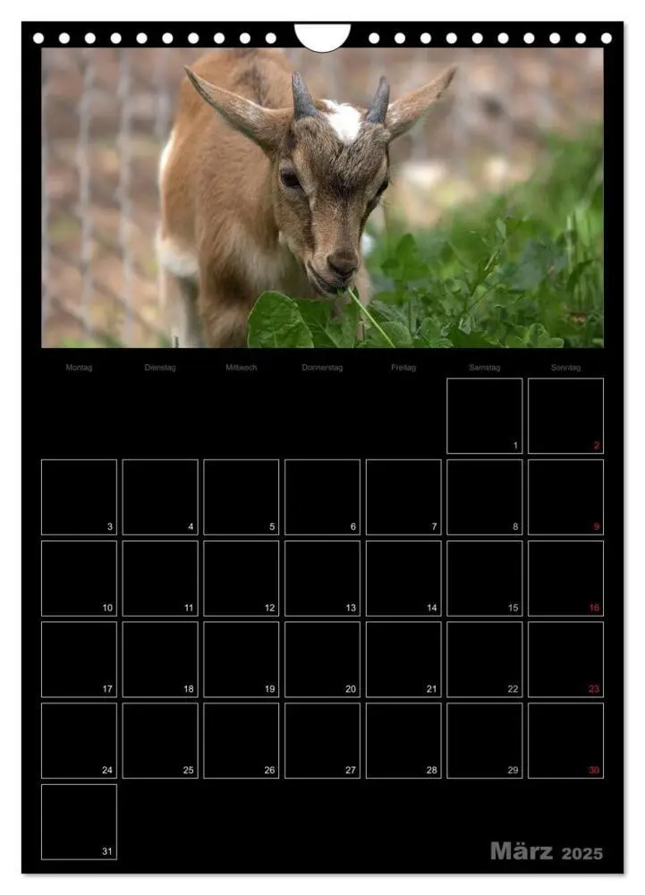 Bild: 9783457080832 | Zwergziegen (Wandkalender 2025 DIN A4 hoch), CALVENDO Monatskalender