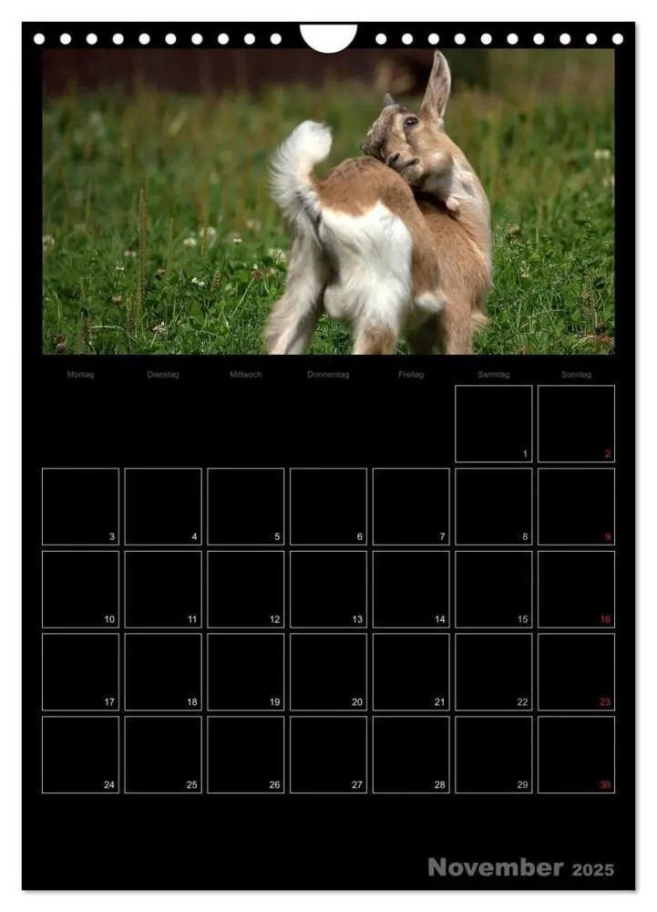 Bild: 9783457080832 | Zwergziegen (Wandkalender 2025 DIN A4 hoch), CALVENDO Monatskalender