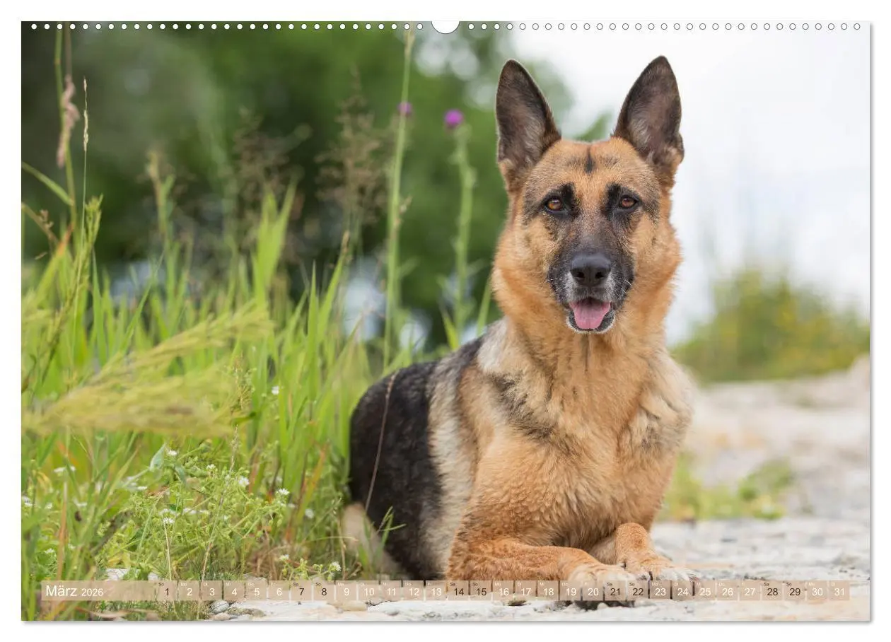 Bild: 9783457760932 | Schäferhunde - Freunde auf 4 Pfoten (hochwertiger Premium...