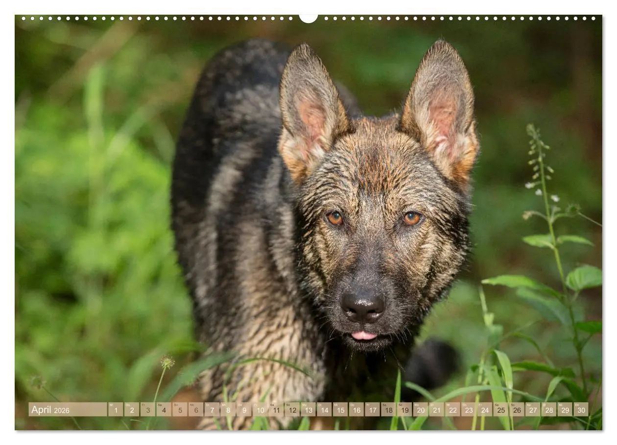 Bild: 9783457760932 | Schäferhunde - Freunde auf 4 Pfoten (hochwertiger Premium...