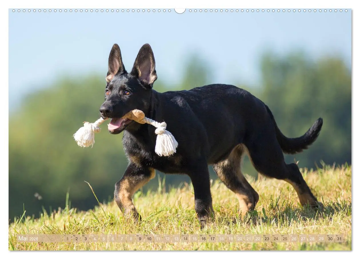 Bild: 9783457760932 | Schäferhunde - Freunde auf 4 Pfoten (hochwertiger Premium...