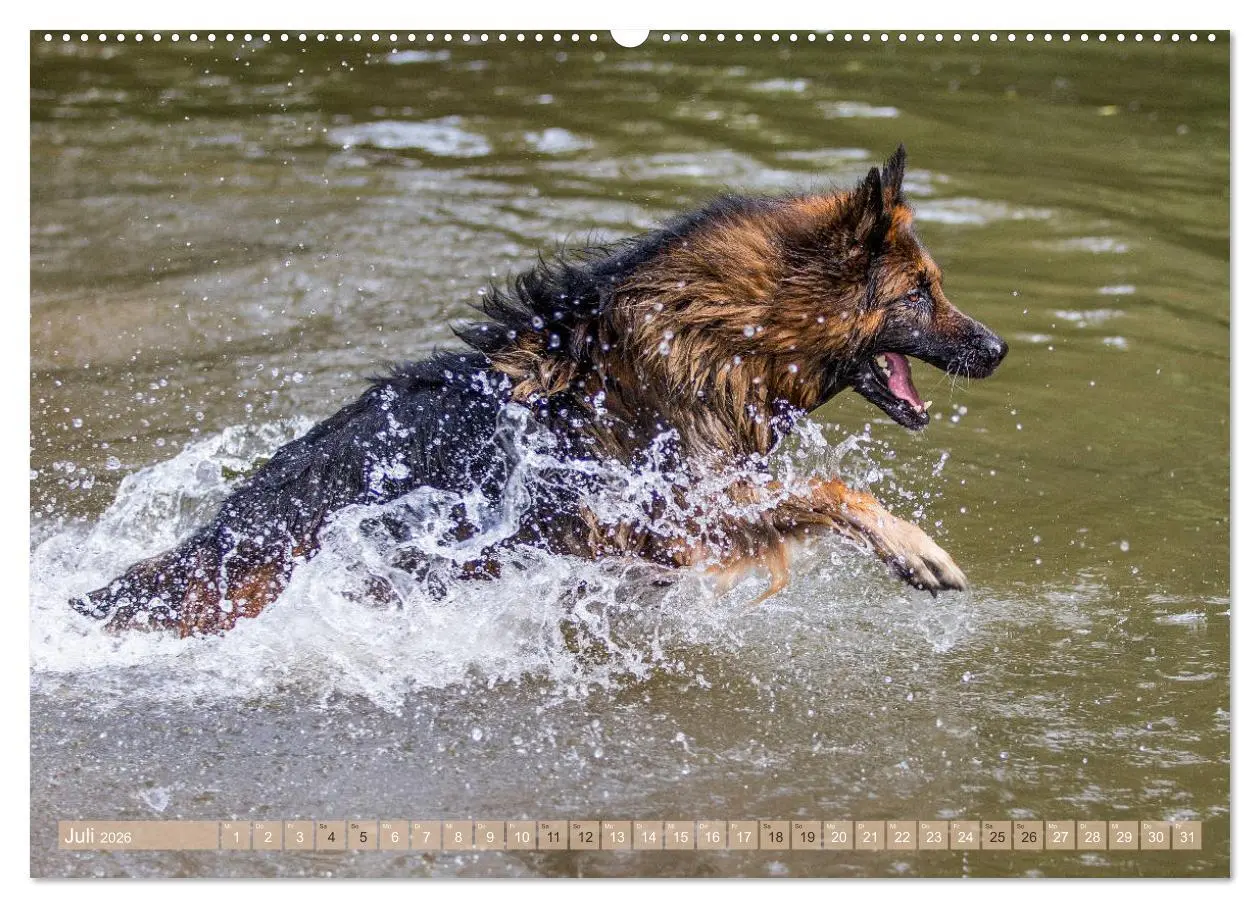 Bild: 9783457760932 | Schäferhunde - Freunde auf 4 Pfoten (hochwertiger Premium...