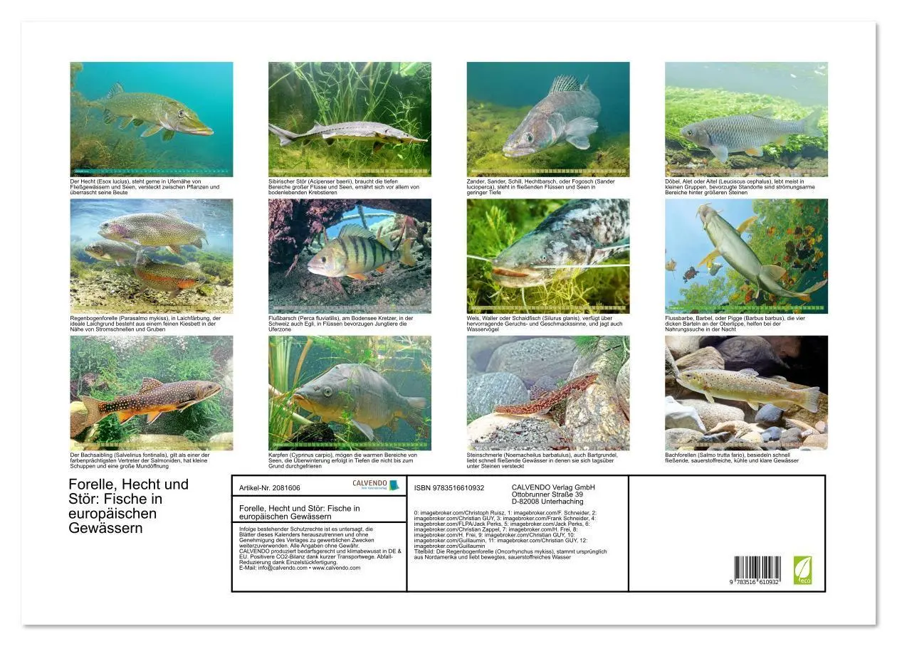 Bild: 9783516610932 | Forelle, Hecht und Stör: Fische in europäischen Gewässern...