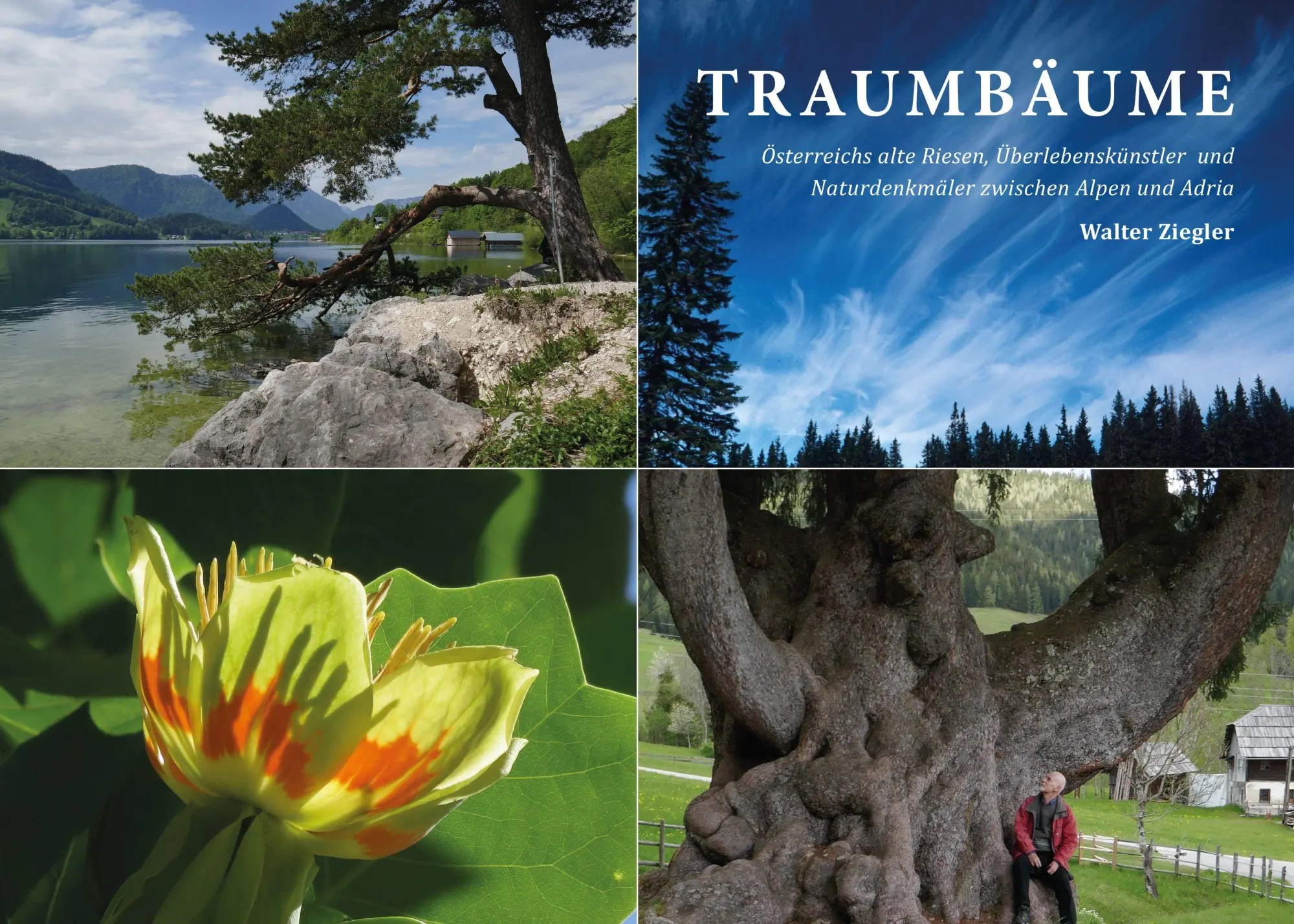 Cover: 9783991370932 | Traumbäume | Walter Ziegler | Buch | Deutsch | 2025