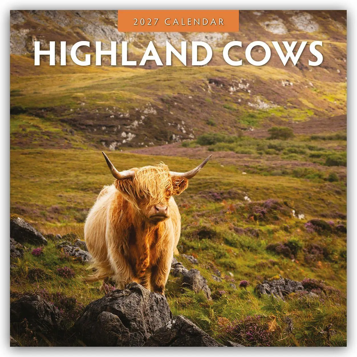 Cover: 9781837011032 | Highland Cows - Hochland Kühe 2027 - 16-Monatskalender | Robin Red