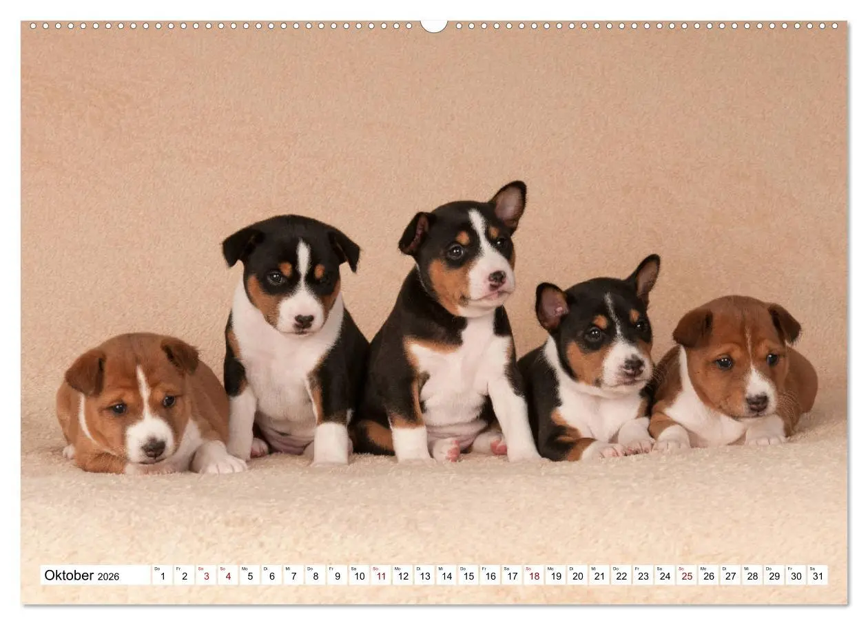 Bild: 9783457721032 | Wunderbare Basenji Welpenzeit (hochwertiger Premium Wandkalender...
