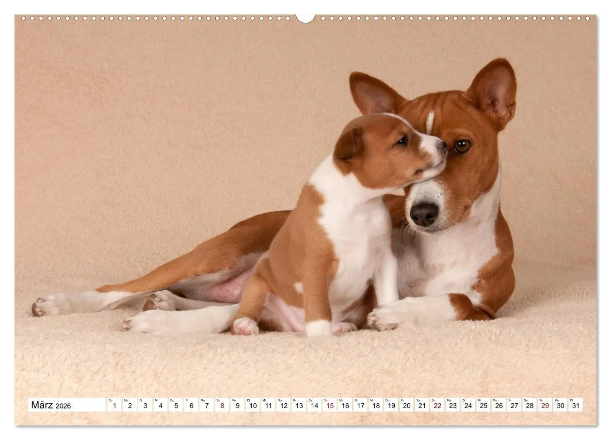 Bild: 9783457721032 | Wunderbare Basenji Welpenzeit (hochwertiger Premium Wandkalender...