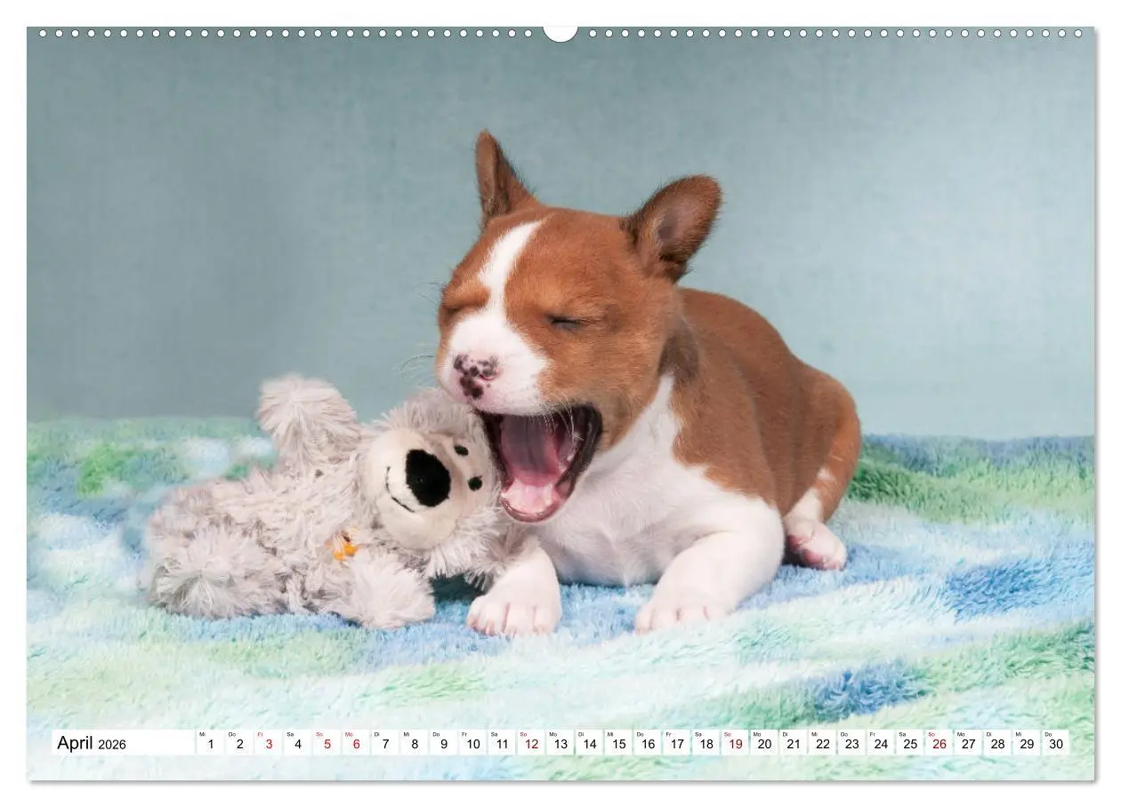 Bild: 9783457721032 | Wunderbare Basenji Welpenzeit (hochwertiger Premium Wandkalender...