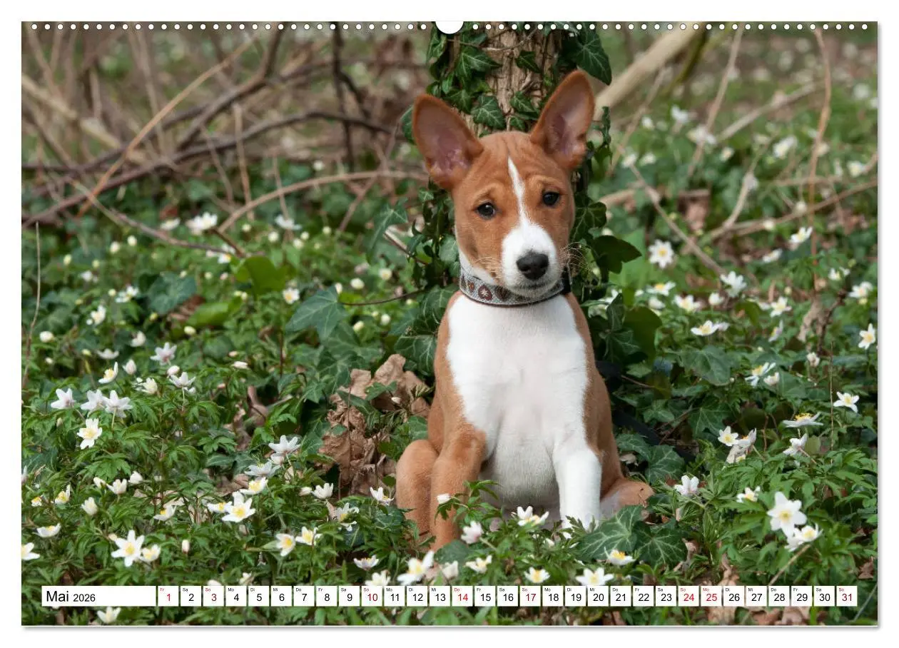 Bild: 9783457721032 | Wunderbare Basenji Welpenzeit (hochwertiger Premium Wandkalender...