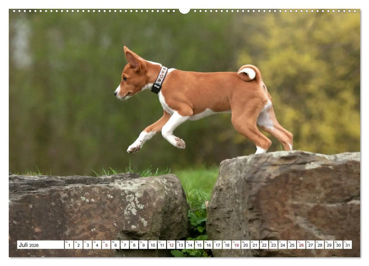 Bild: 9783457721032 | Wunderbare Basenji Welpenzeit (hochwertiger Premium Wandkalender...