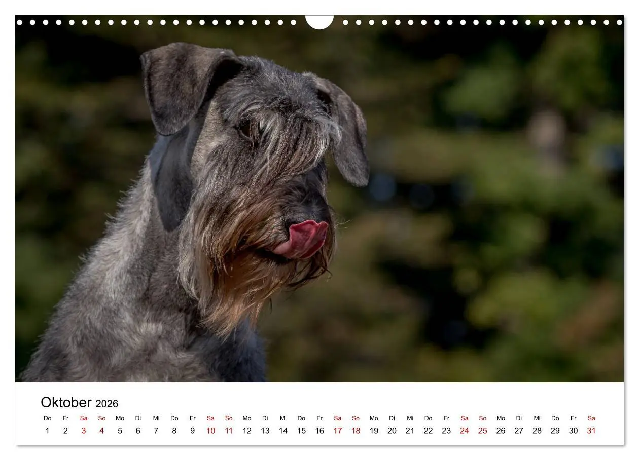 Bild: 9783457891032 | Schnauzer... von Zwergen und Riesen 2026 (Wandkalender 2026 DIN A3...