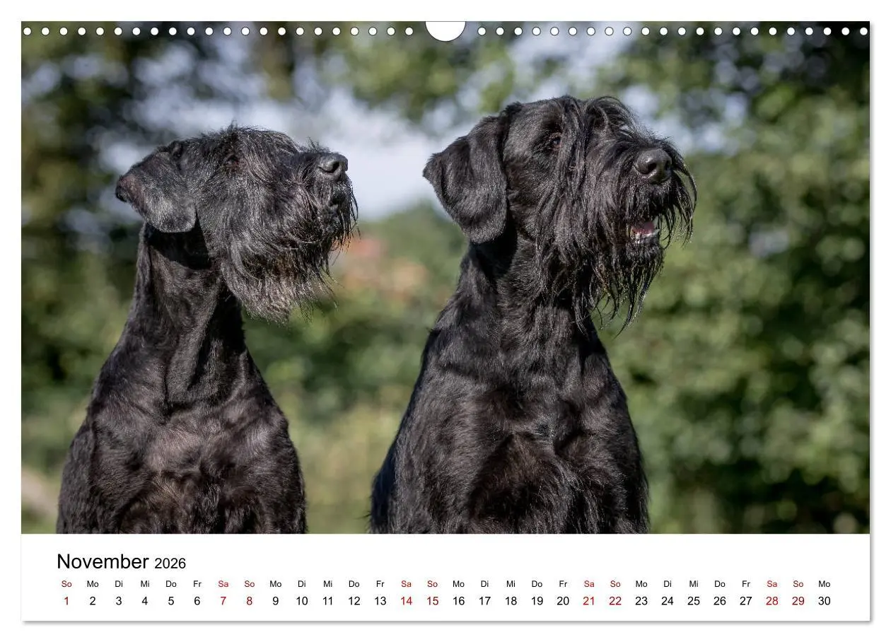 Bild: 9783457891032 | Schnauzer... von Zwergen und Riesen 2026 (Wandkalender 2026 DIN A3...