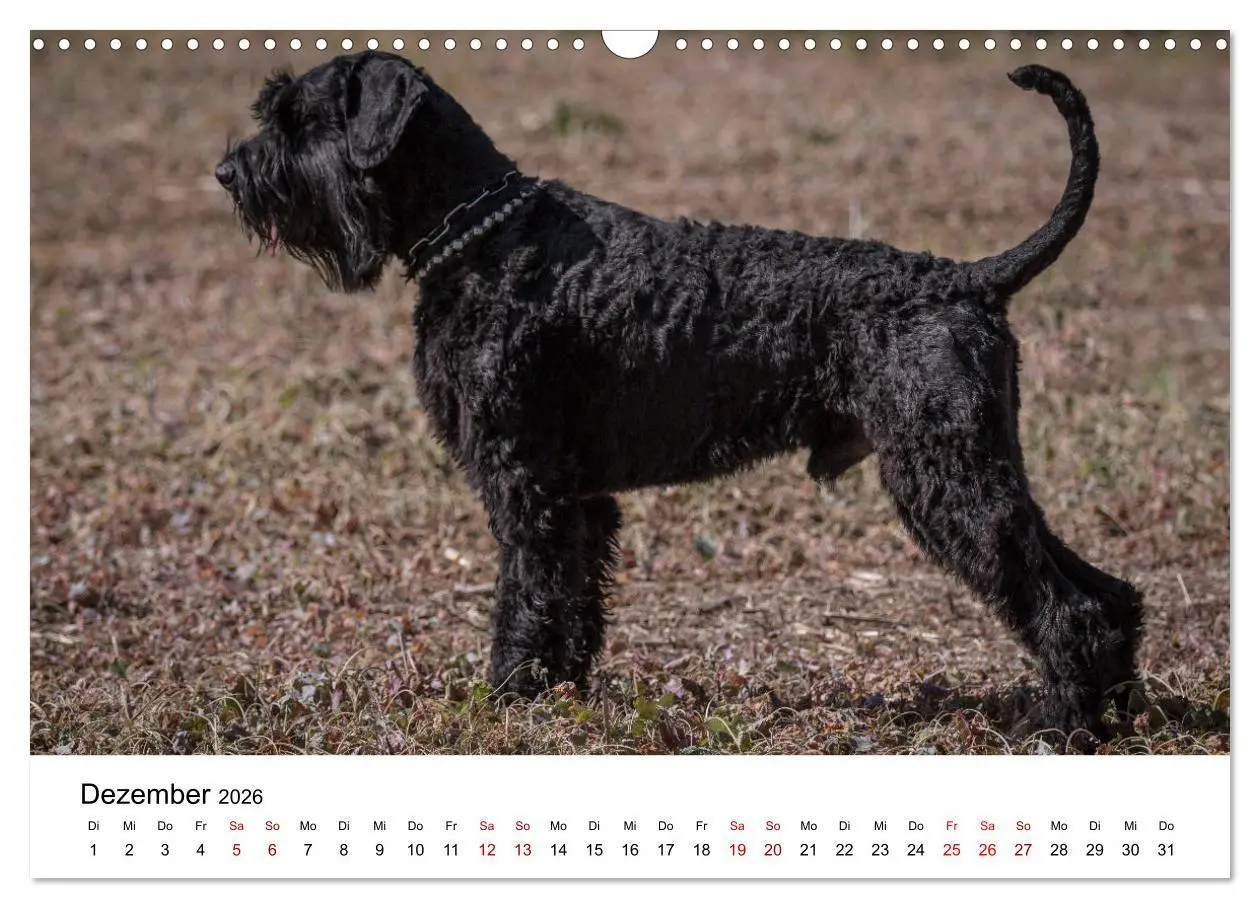 Bild: 9783457891032 | Schnauzer... von Zwergen und Riesen 2026 (Wandkalender 2026 DIN A3...
