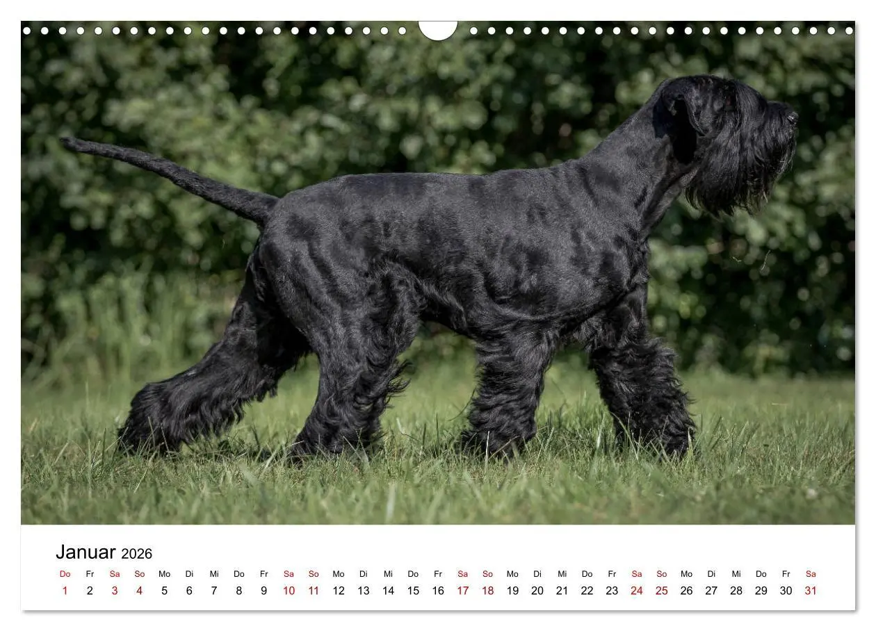 Bild: 9783457891032 | Schnauzer... von Zwergen und Riesen 2026 (Wandkalender 2026 DIN A3...