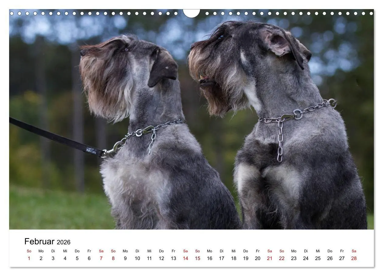 Bild: 9783457891032 | Schnauzer... von Zwergen und Riesen 2026 (Wandkalender 2026 DIN A3...