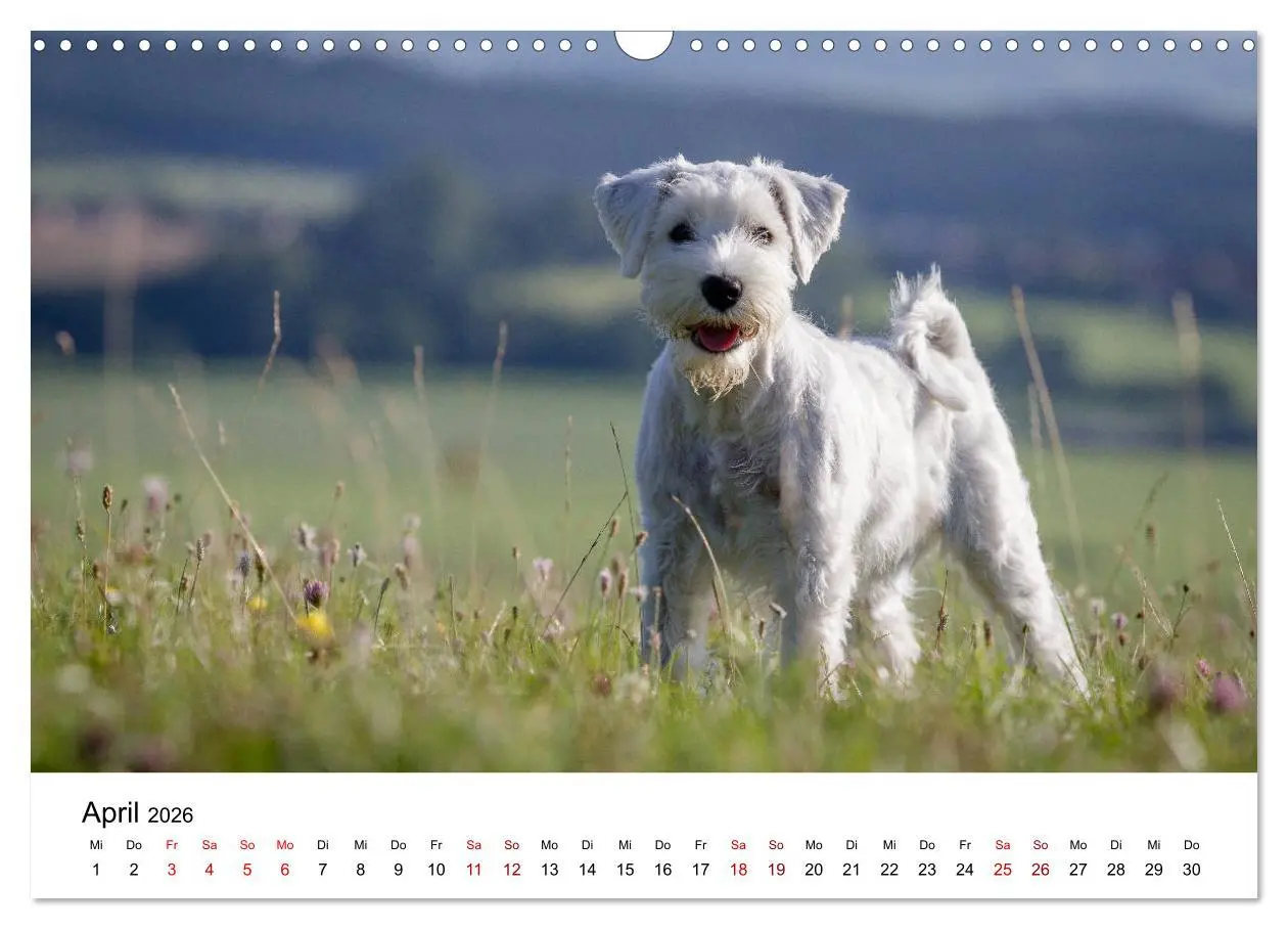 Bild: 9783457891032 | Schnauzer... von Zwergen und Riesen 2026 (Wandkalender 2026 DIN A3...