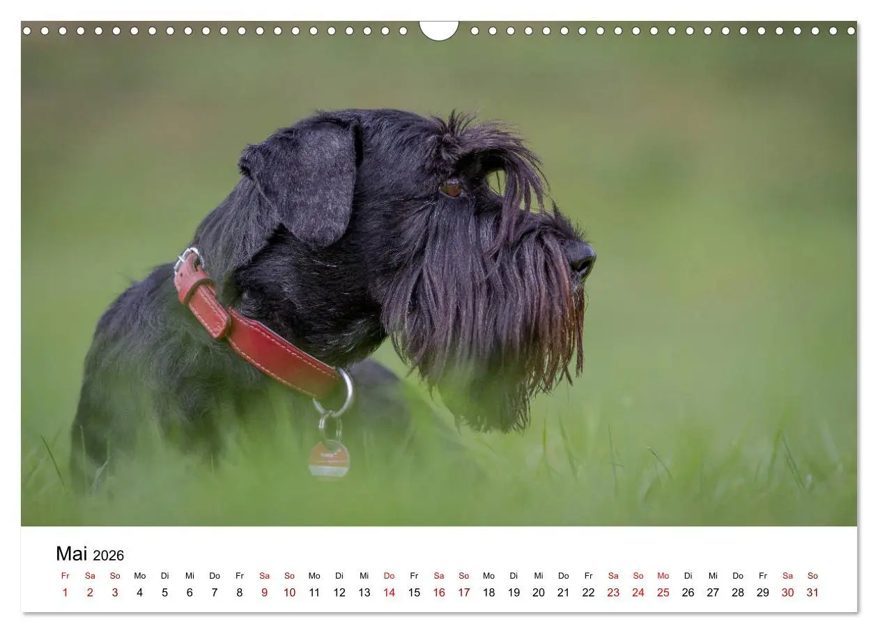 Bild: 9783457891032 | Schnauzer... von Zwergen und Riesen 2026 (Wandkalender 2026 DIN A3...