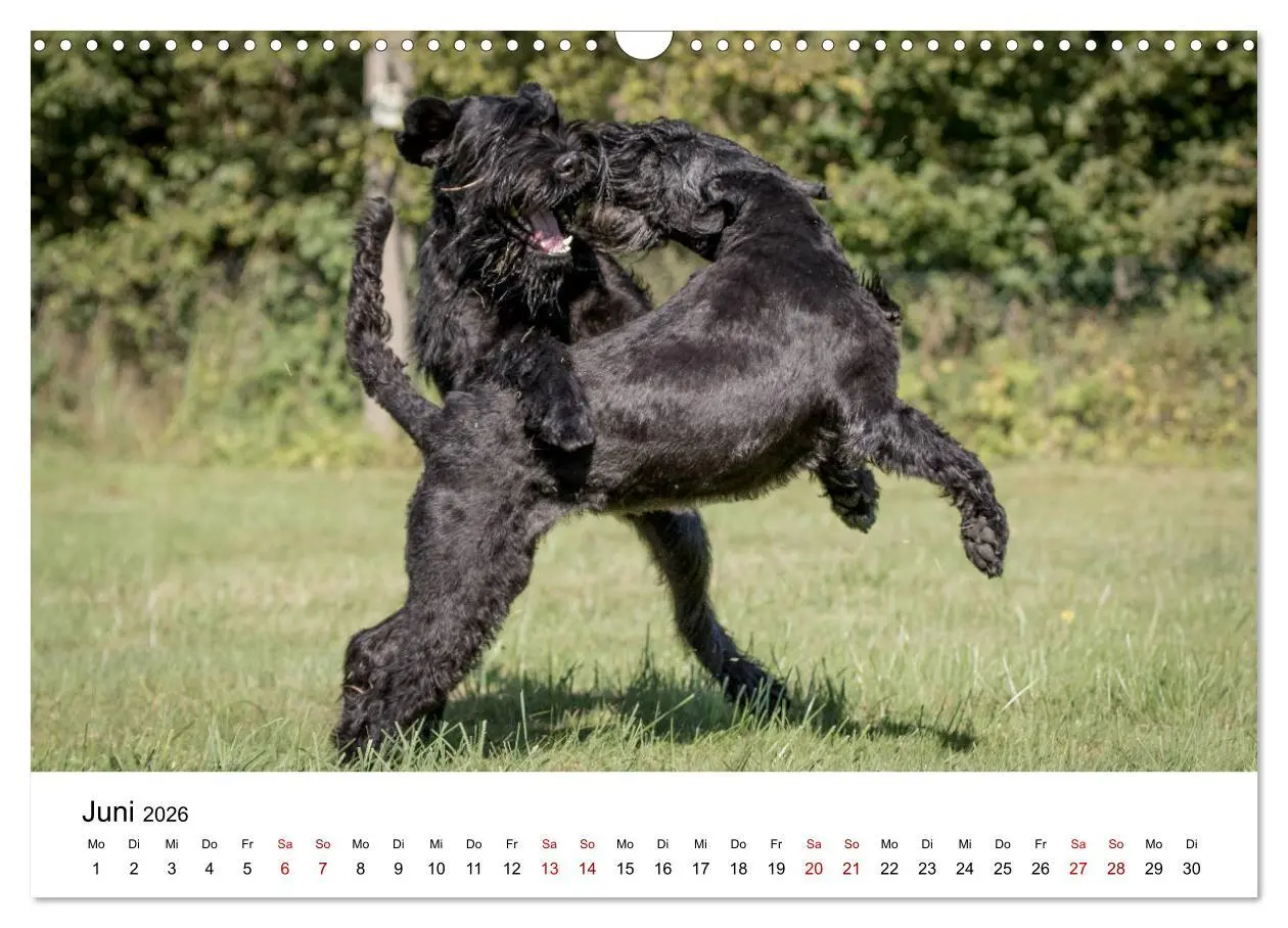 Bild: 9783457891032 | Schnauzer... von Zwergen und Riesen 2026 (Wandkalender 2026 DIN A3...