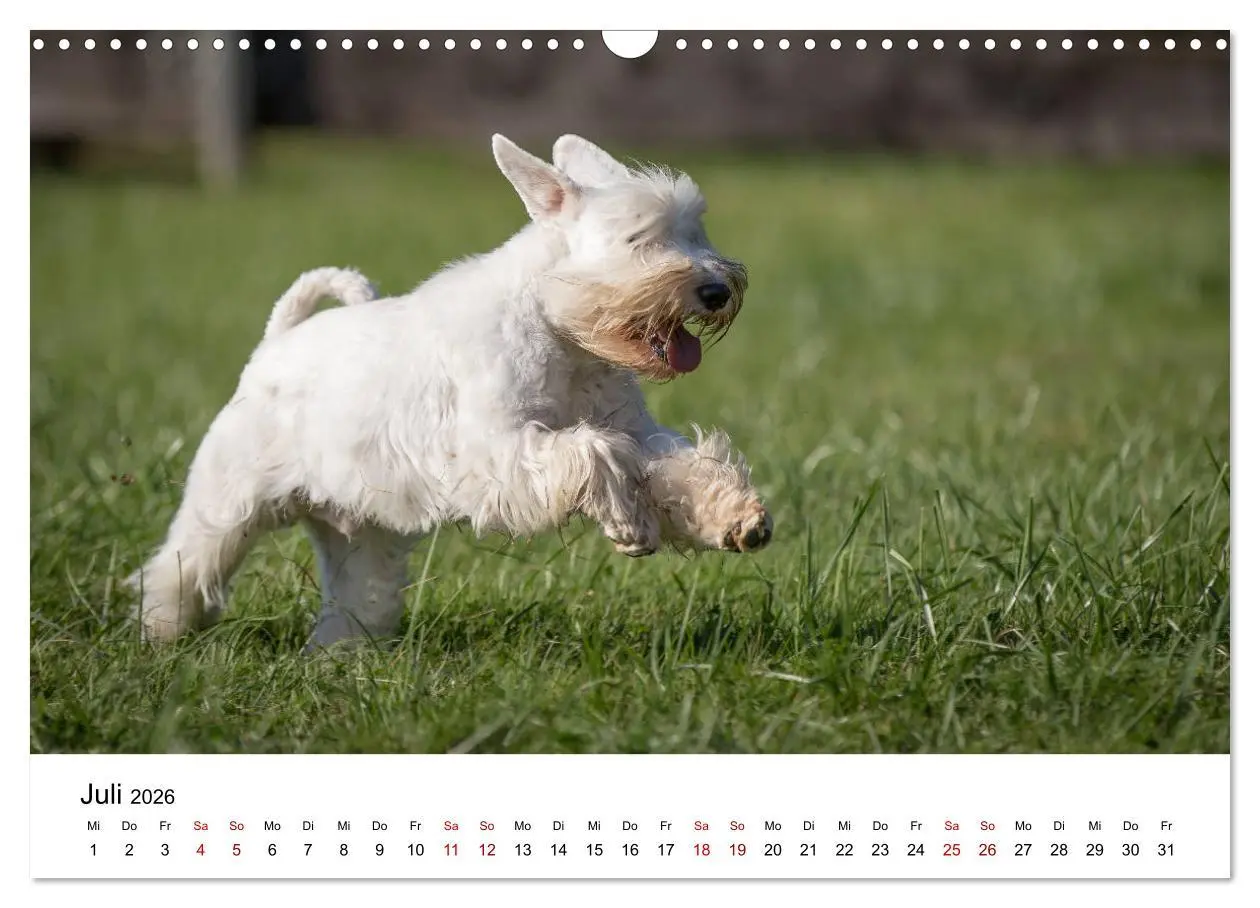 Bild: 9783457891032 | Schnauzer... von Zwergen und Riesen 2026 (Wandkalender 2026 DIN A3...