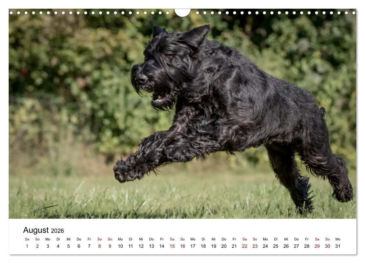 Bild: 9783457891032 | Schnauzer... von Zwergen und Riesen 2026 (Wandkalender 2026 DIN A3...