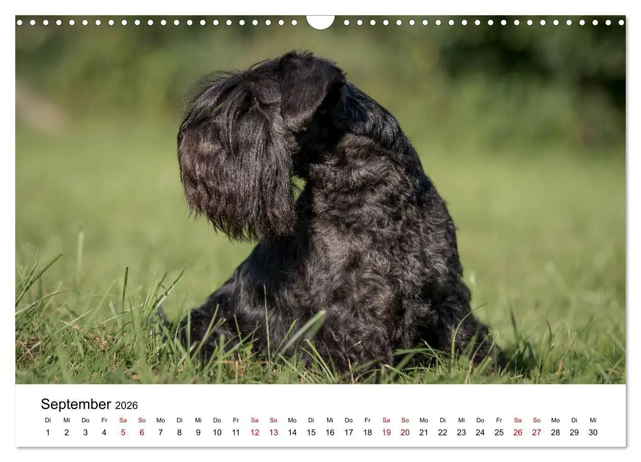 Bild: 9783457891032 | Schnauzer... von Zwergen und Riesen 2026 (Wandkalender 2026 DIN A3...