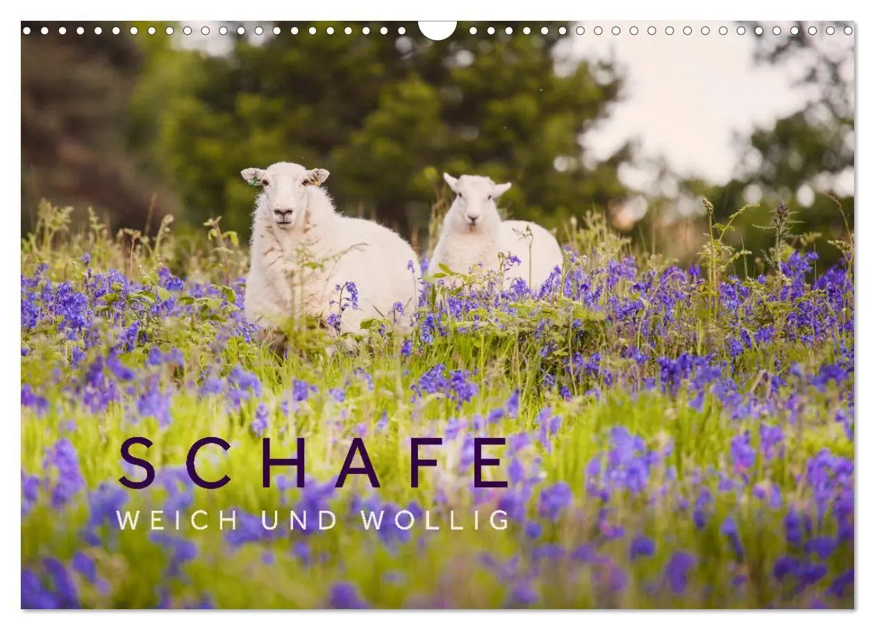 Cover: 9783569761032 | Schafe - Weich und wollig (Wandkalender 2027 DIN A3 quer), CALVENDO...