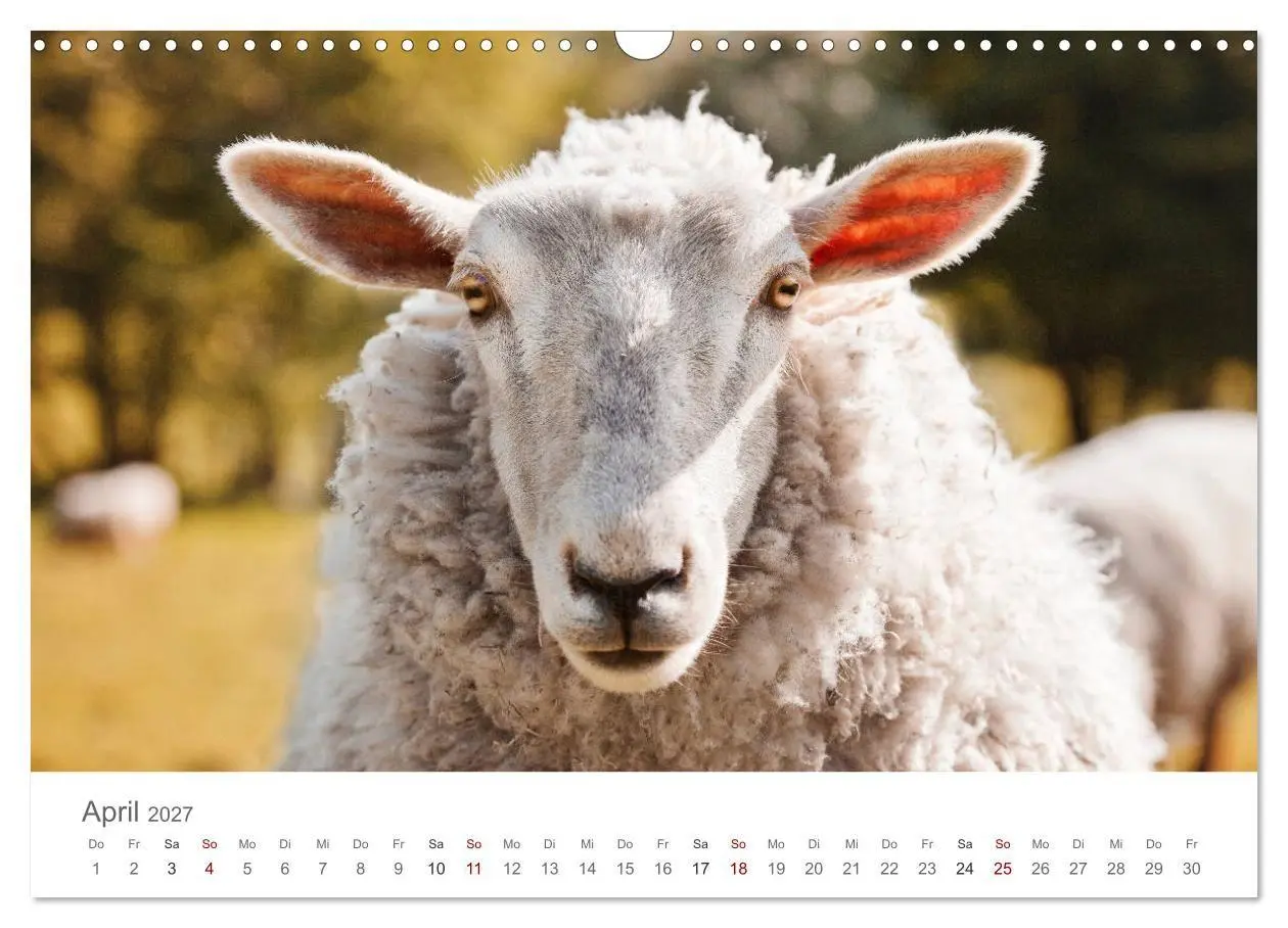 Bild: 9783569761032 | Schafe - Weich und wollig (Wandkalender 2027 DIN A3 quer), CALVENDO...