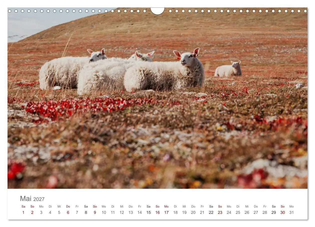 Bild: 9783569761032 | Schafe - Weich und wollig (Wandkalender 2027 DIN A3 quer), CALVENDO...