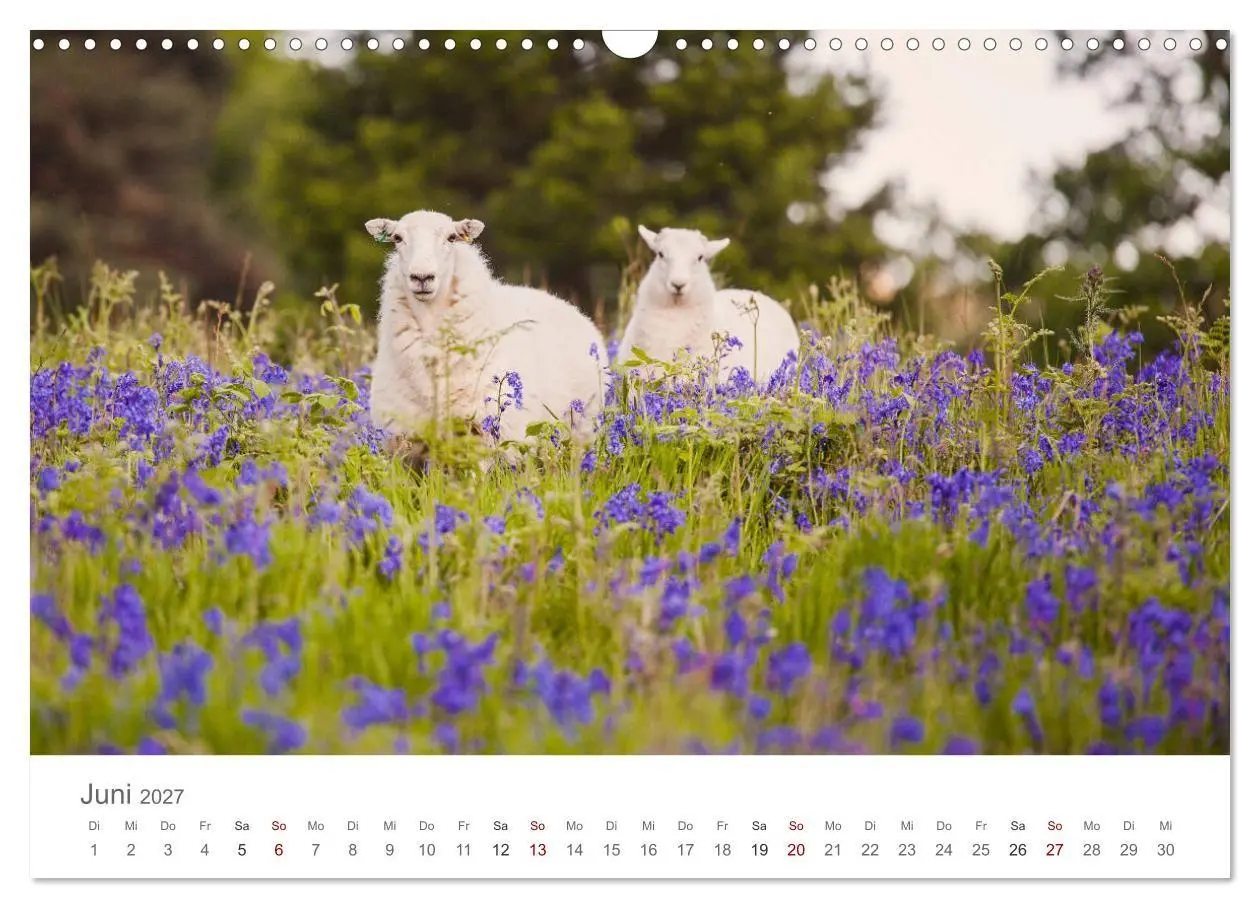 Bild: 9783569761032 | Schafe - Weich und wollig (Wandkalender 2027 DIN A3 quer), CALVENDO...