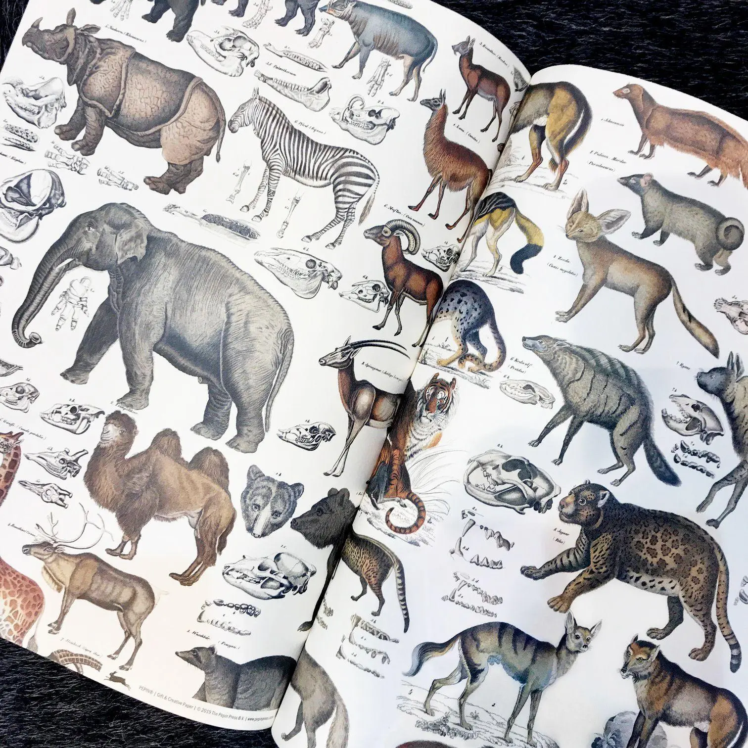 Bild: 9789460091032 | Fauna | Gift &amp; Creative Paper Book Vol. 90 | Pepin Van Roojen | Buch