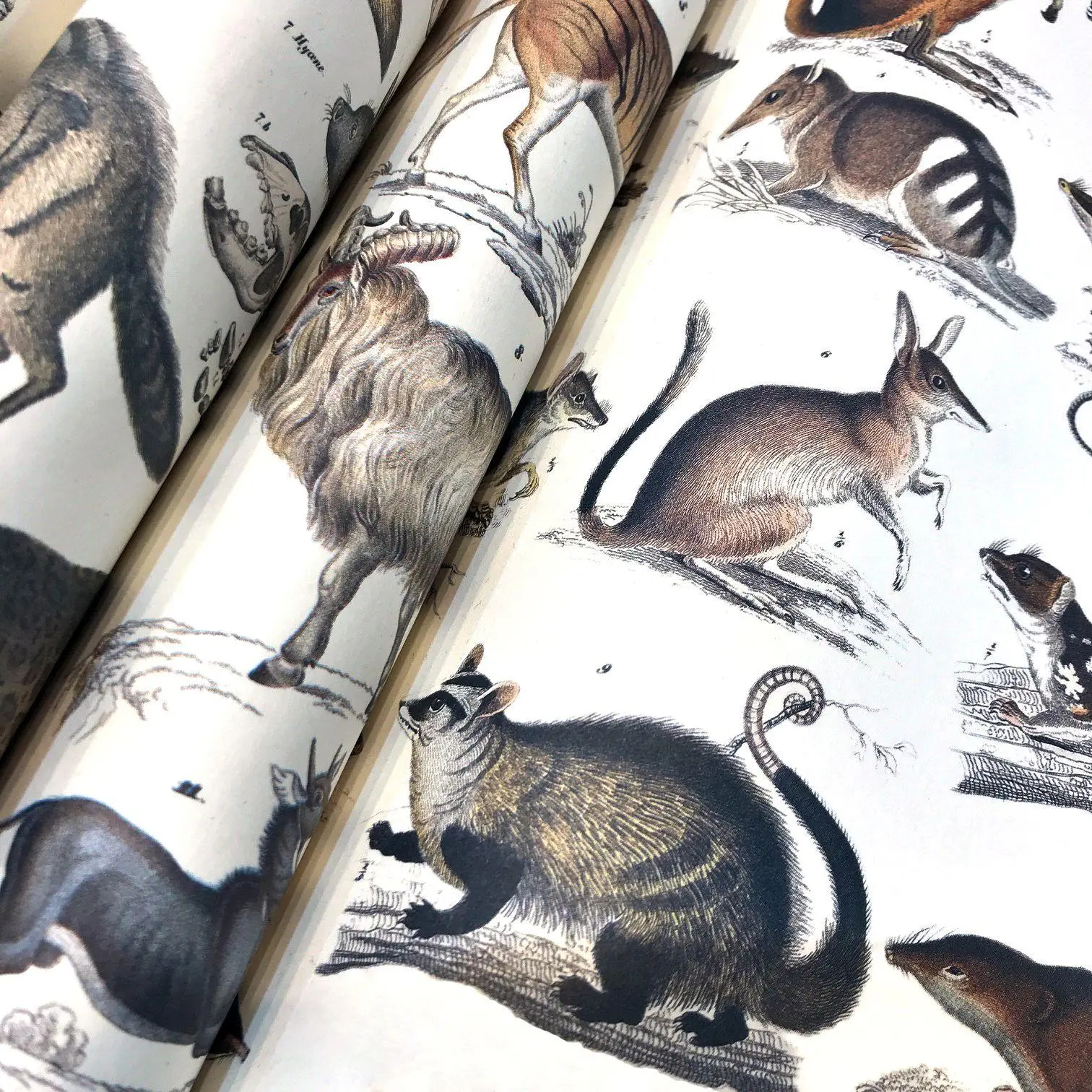 Bild: 9789460091032 | Fauna | Gift &amp; Creative Paper Book Vol. 90 | Pepin Van Roojen | Buch