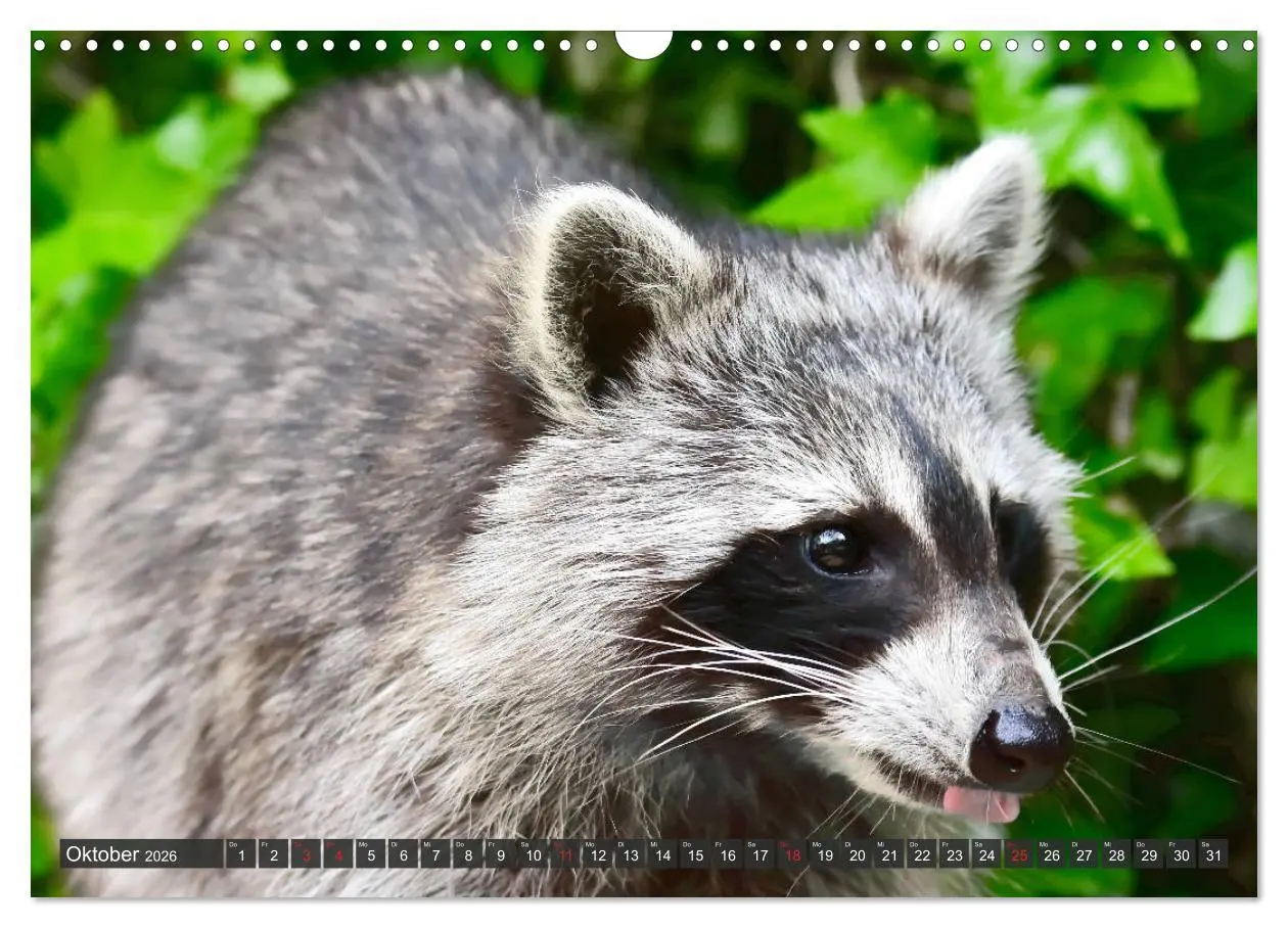 Bild: 9783457791332 | Besuch vom Waschbär (Wandkalender 2026 DIN A3 quer), CALVENDO...