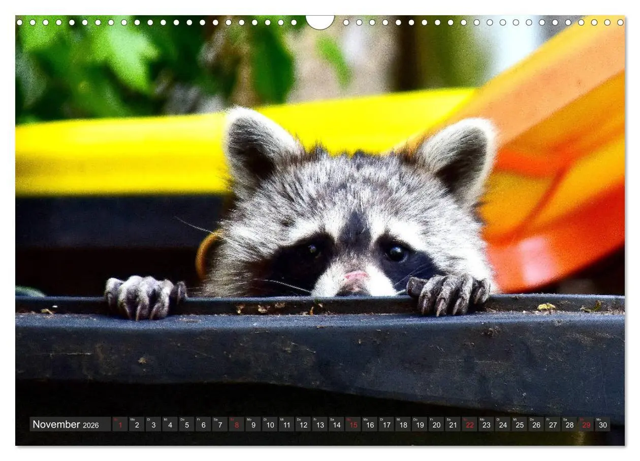 Bild: 9783457791332 | Besuch vom Waschbär (Wandkalender 2026 DIN A3 quer), CALVENDO...