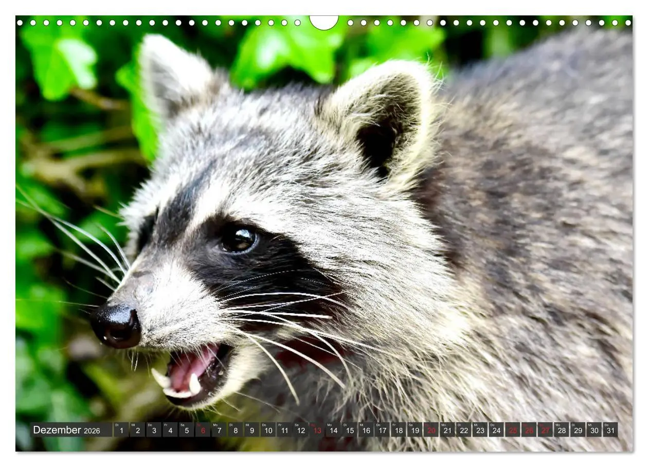 Bild: 9783457791332 | Besuch vom Waschbär (Wandkalender 2026 DIN A3 quer), CALVENDO...