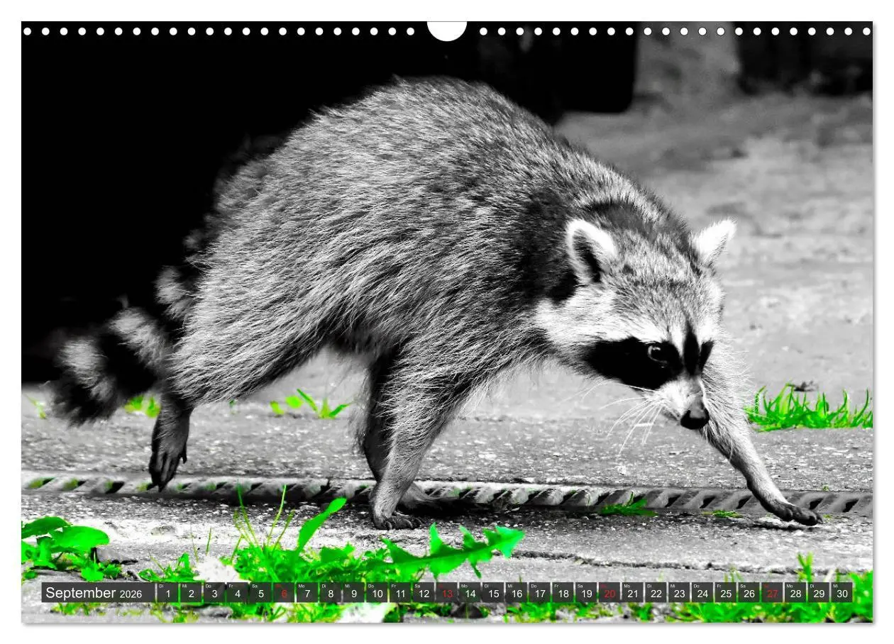 Bild: 9783457791332 | Besuch vom Waschbär (Wandkalender 2026 DIN A3 quer), CALVENDO...