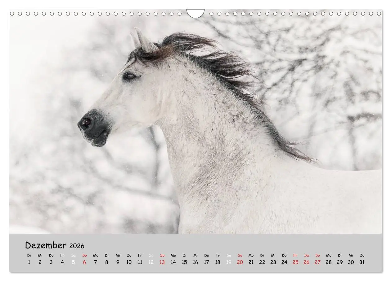 Bild: 9783516021332 | Pferde - Anmut und Stärke gepaart mit Magie (Wandkalender 2026 DIN...